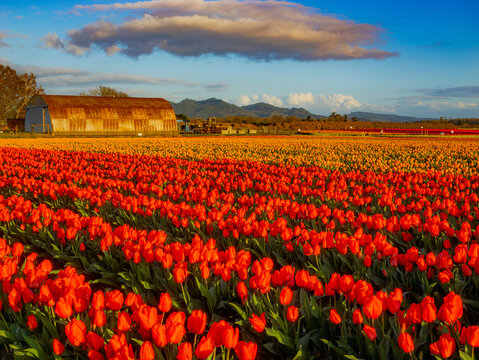 Rows of bright tulips in a field. Beautiful tulips in the spring. Variety of spring flowers blooming on fields. Skagit, Washington State, USA.