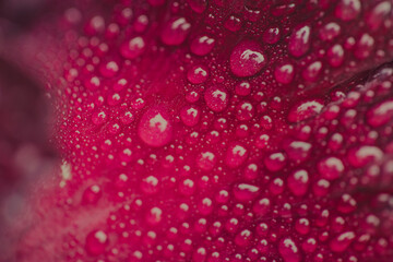 Water drops on purple flower macro