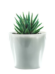 Small aloe plant in white pot isolated on white