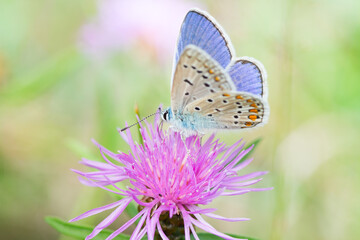 Isolated colorful close-up of a beautiful Polyommatus icarus butterfly on purple flower