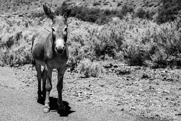 Black and White Wild Donkey In Death Valley