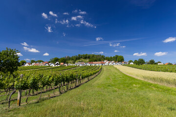 Obraz premium Traditional wine cellars with vineyard in Galgenberg near Wildendurnbach, Lower Austria, Austria