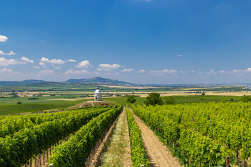 Vineyard near Velke Bilovice, Southern Moravia, Czech Republic