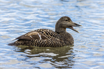 Eider (Somateria mollissima)