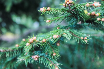 Fresh spruce tree buds. Fir branches with the young shoots in spring. Close up