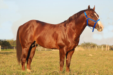 horse in the field