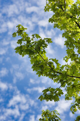 Green fresh maple leaves in macro with a blue sky