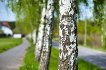 Tree. White trunk, birch near the road