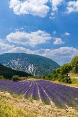 Lavender field near Montbrun les Bains and Sault, Provence, France