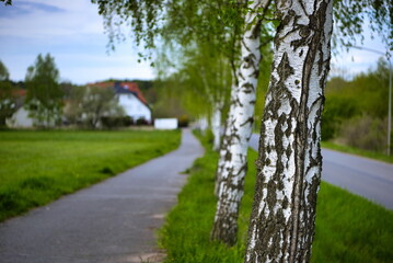 Tree. White trunk, birch near the road