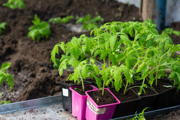 planting a tomatoes seedling. Concept of farming and planting