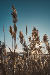 Fototapeta premium Stalks dry reeds against blue, clear sky.