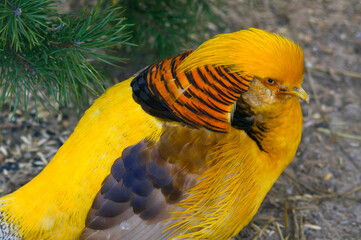 The golden pheasant (Chrysolophus pictus (Linnaeus, 1758)) is a bird of the collared pheasant genus