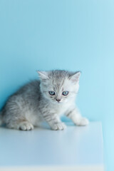 Portrait cute striped gray british kitten with big eyes sitting on white dresser at home. kitty looking. Concept of happy adorable cat pets.
