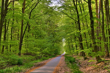 Path through sunny green Forest in Spring, Roedermark, Hessen, G