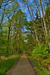 Fototapeta na wymiar Path through sunny green Forest in Spring, Roedermark, Hessen, G