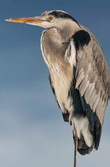 The gray heron (lat. Ardea cinerea) is a bird of the pelican order, the heron family