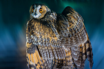 Long-eared owl (lat. Asio otus)