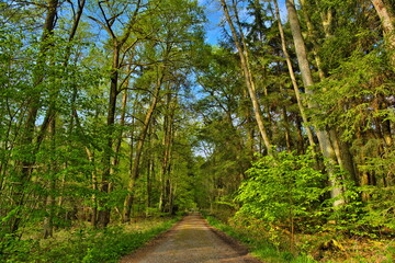 Path through sunny green Forest in Spring, Roedermark, Hessen, G