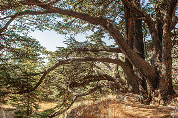 Zedern im Libanon, aux Cèdres, Libanon