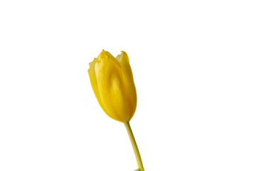 Yellow tulip close up. Isolate. PNG