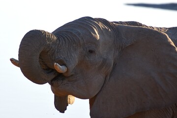 Afrikanischer Elefant (loxodonta africana) löscht seinen Durst am Wasserloch im Etoscha...
