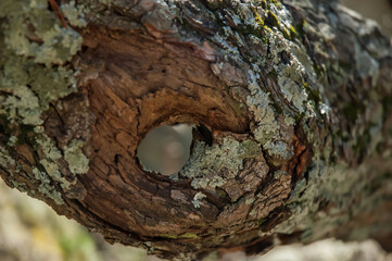 Knot in Tree Bark