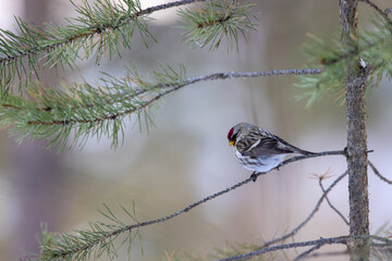 Bird (redpoll) on a pine tree in winter time 
