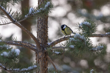Bird (great tit) sitting on a pine tree in winter time 