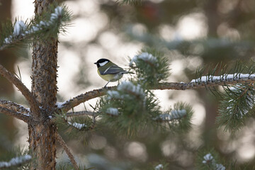 Bird (great tit) sitting on a pine tree in winter time 