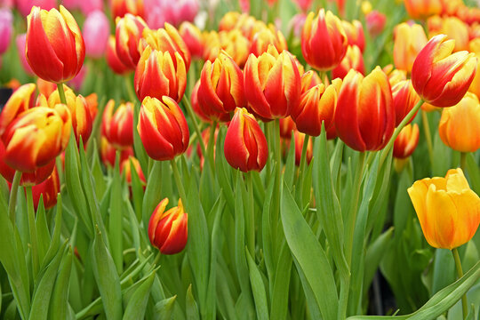 Tulip dow Jones, elegant, vibrant red petals tipped with contrasting golden yellow edge