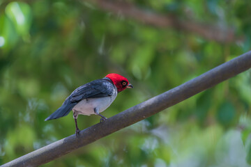 Red-capped cardinal in the Amazon rainforest