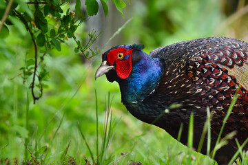 Common pheasant (Phasianus colchicus) male closeup in the garden looking for food in summer.