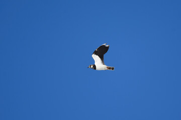 Northern lapwing (vanellus vanellus) flying in the blue sky in spring.