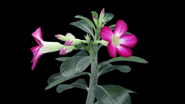 Time lapse of opening Adenium flower (or Desert Rose, Impala Lily, Sabi Star, Japanese Frangipani) in RGB + ALPHA matte format isolated on black background
