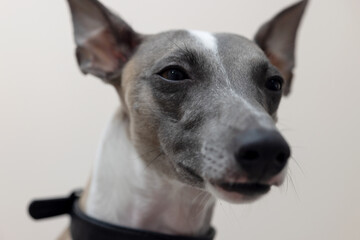 The muzzle of a whippet dog looking into the camera, close-up