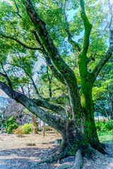 여미지 식물원의 나무