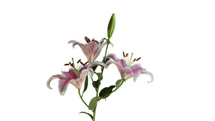 Beautiful fresh lily branch cut out and isolated from background.