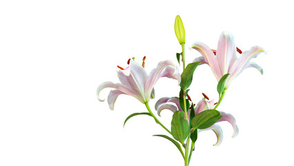Fototapeta premium Beautiful fresh lily branch cut out and isolated from background.