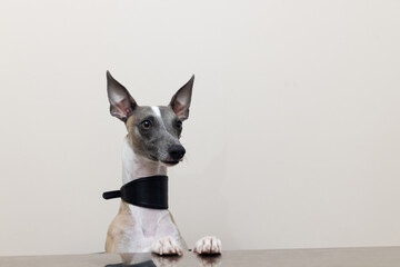 Whippet dog with a wide beautiful collar sits on a chair with its front paws on the table.