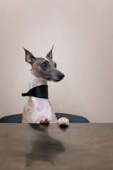 Whippet dog with a wide beautiful collar sits on a chair with its front paws on the table.
