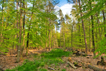Pine forest with green lush grass in spring, Germany, Hessen