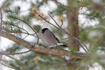 Bird (female bull finch) on a pine tree in winter time