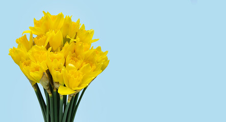 Żółte kwiaty żonkile na niebieskim tle, daffodils