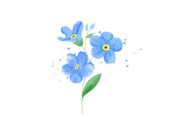 Fototapeta na wymiar watercolor Forget me not flowers on transparent background PNG file 