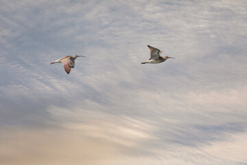 big water bird flight, Whimbrel, Numenius phaeopus
