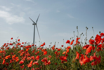 windmill in a field of poppies
