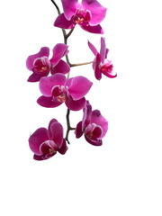 Phalaenopsis orchid, moth orchid, butterfly, anggrek bulan or moon orchid. Selective focus. Isolated and cut out.