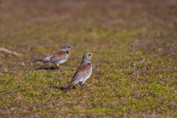 bird watching on the grass, Fieldfare, Turdus pilaris	