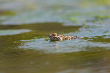 water frog in its natural environment